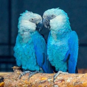 Casal de araras-azuis com os seus bicos próximos.
