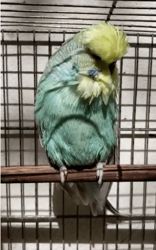 foto de um periquito inglês, verde a amarelo dentro de uma gaiola, pousado em um poleiro.