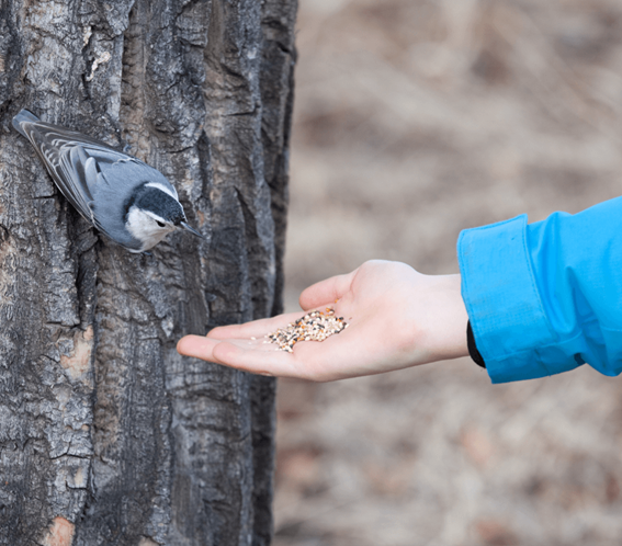 Mão de uma pessoa oferecendo sementes à um pássaro pousado em um tronco de árvore
