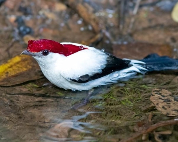 Um pequeno pássaro branco de pelugem vermelha na cabeça da espécie Soldadinho do Araripe.