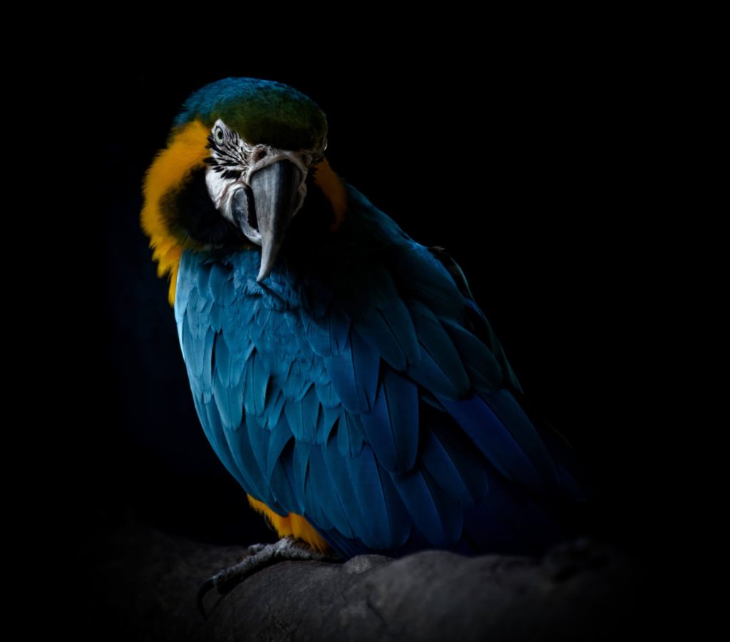 Foto de uma arara azul e amarela em um ambiente escuro: Arara-canindé (Ara ararauna) - Blue-and-yellow Macaw