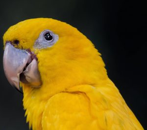 foto de um pássaro amarelo de bico torto sobre um fundo negro: Ararajuba (Guaruba guarouba) - Golden Parakeet