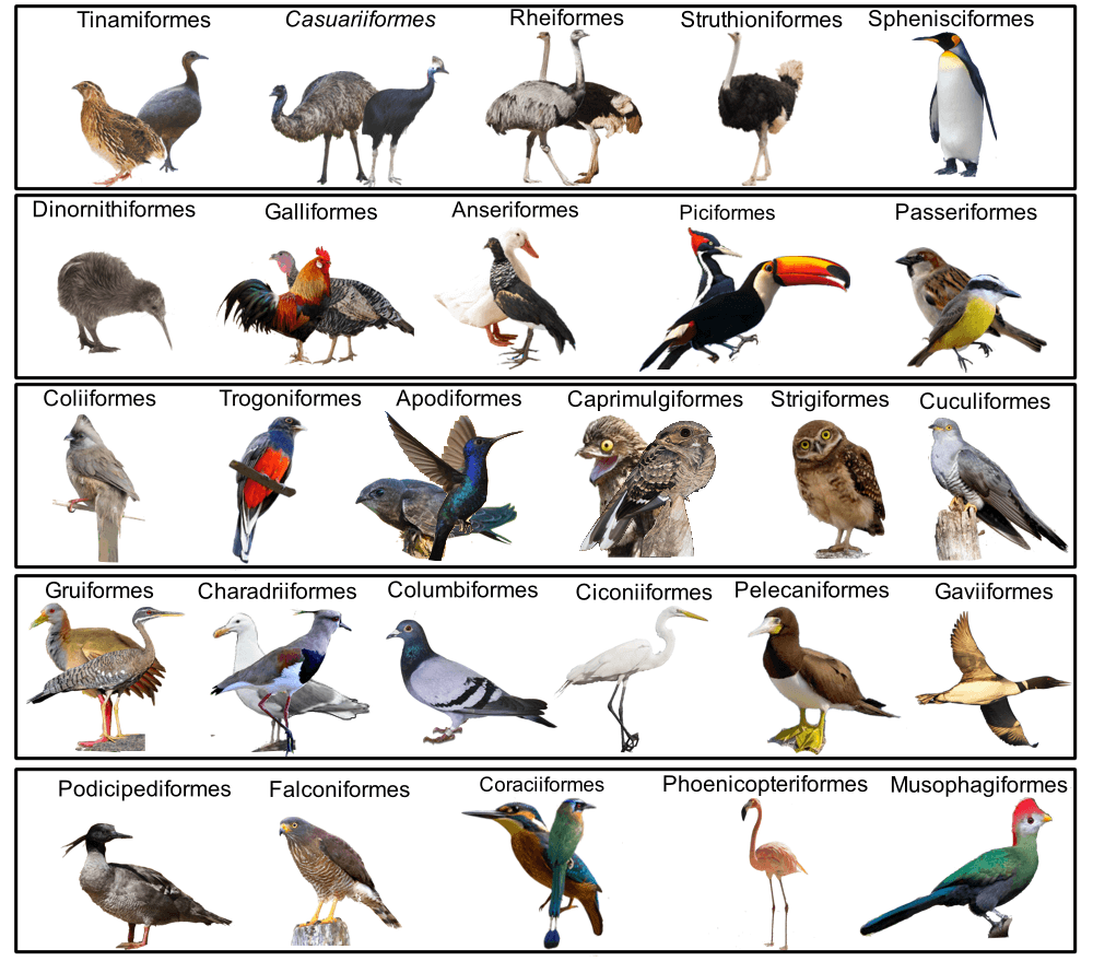 Infográfico com fotos de aves mostrando os 27 tipos de aves