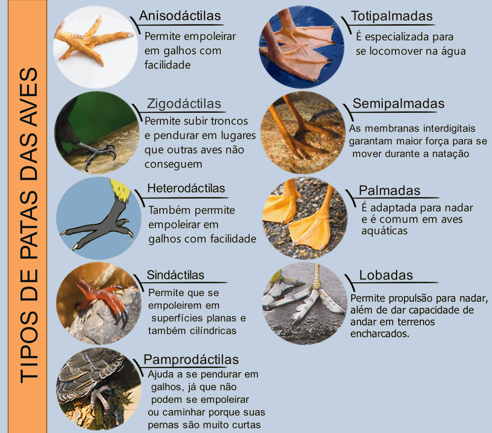 Infográfico com os diversos tipos de patas de aves