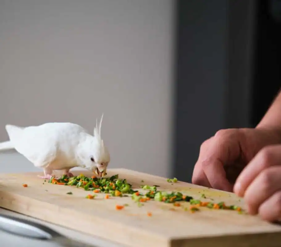imagem de uma calopsita branca comendo legumes cortados em uma tábua de madeira em cima de uma mesa.