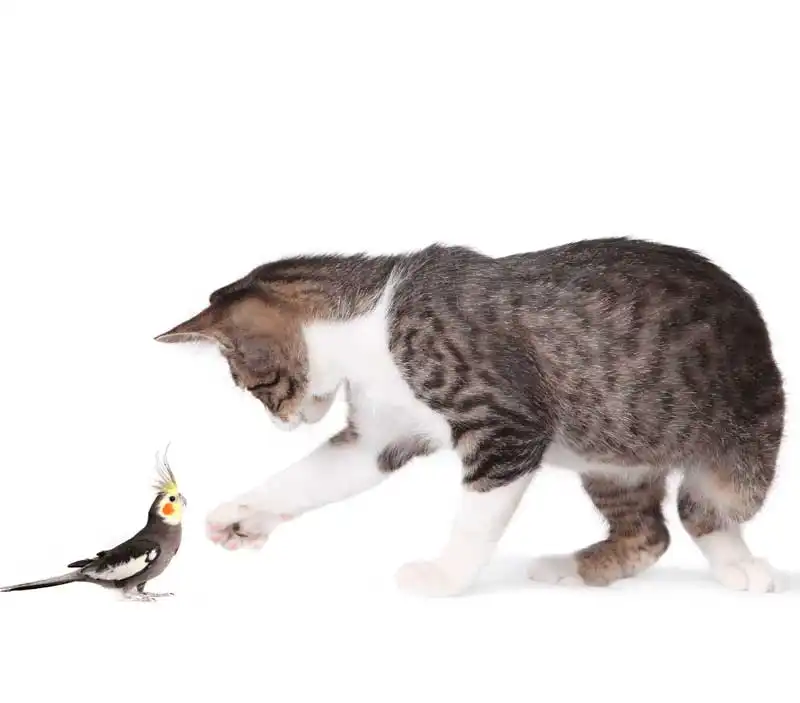 Imagem de um gato com uma calopsita