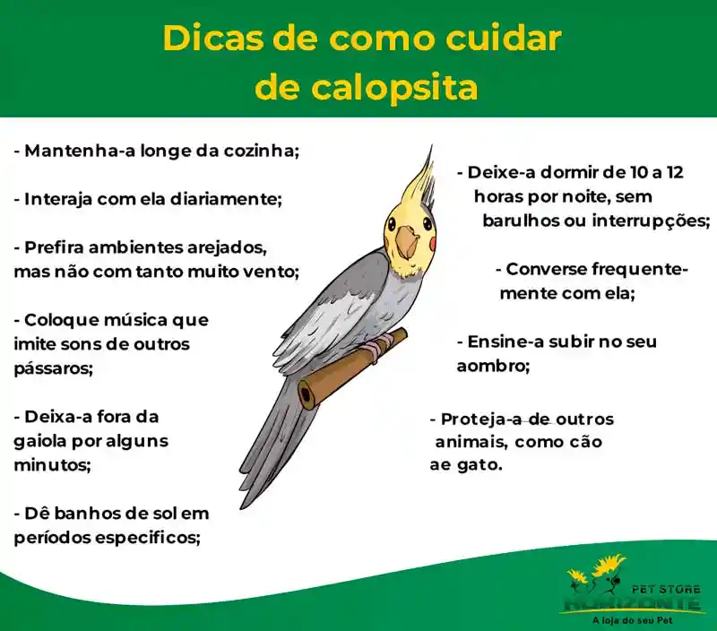 7 Tipos de calopsita: caractericistas, mutações e informações