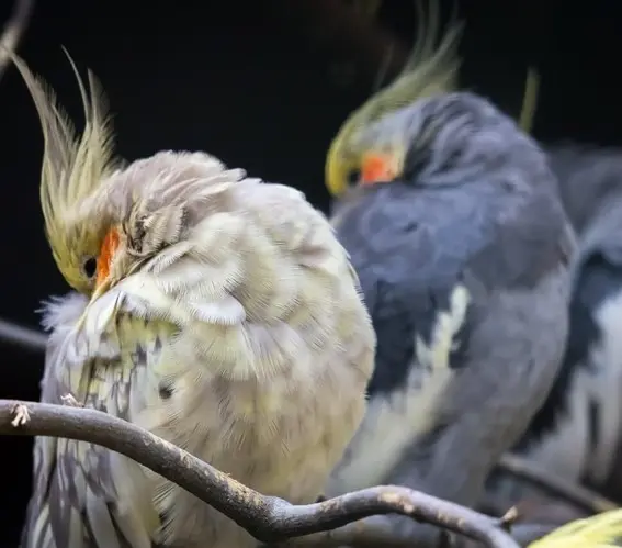 um casal de calopsitas dormindo. A foto mostra duas aves lado a lado