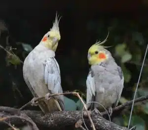 Um casal de calopsitas pousado em um galho de árvore. Os animais são das mesmas cores, corpo cinza e cabela amarela com bochechas laranja