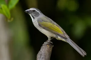 Foto de lado de um pássaro do tipo Trinca Ferro pousado em um galho. A ave é pequena, tem o bico pequeno, o corpo cinza rajado e com uma faixa amarela que acompanha o comprimento das asas