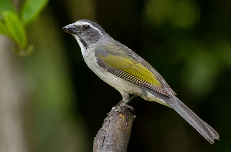 Foto lateral de um pássaro trinca ferro pousado em um galho. a ave tem um bico pequeno, olhos negros e plumagem cinza/parda com detalhes em amarelo nas asas