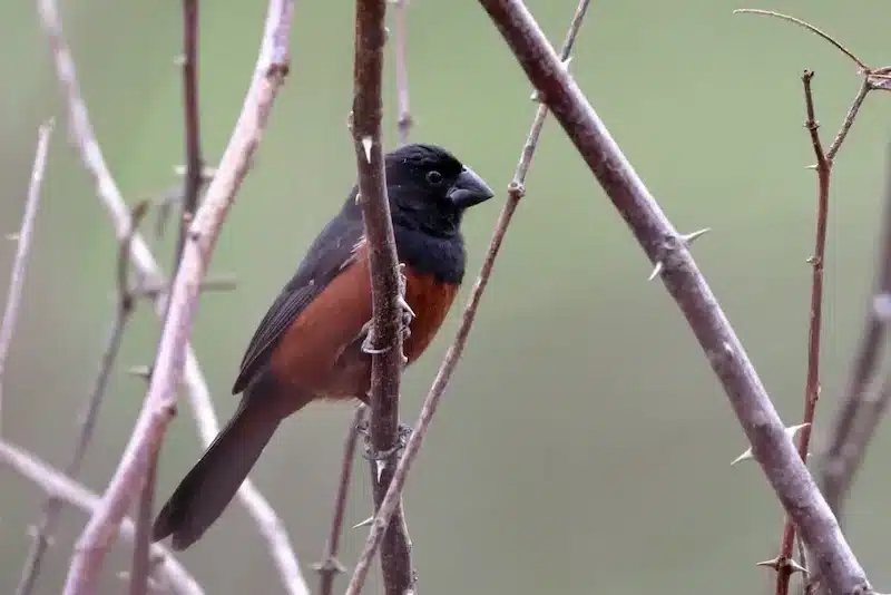 Foto de um curió, uma das aves domésticas comuns, pousado em um galho de árvore e o fundo está verde claro de folhagens e outros galhos finos.