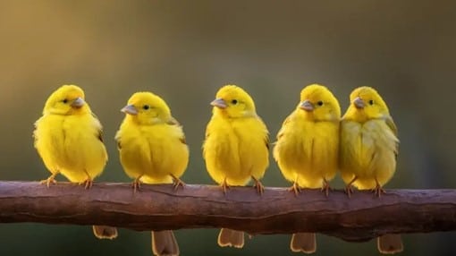 Fotografia vibrante que capta um grupo de canários, uma espécie comum da categoria de aves domésticas, empoleirados num poleiro de madeira, com as suas penas amarelas brilhantes a sobressaírem num fundo suave.