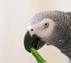Foto de papagaio Alex com uma verdura no bico e o fundo branco. O papagaio é tipo um papagaio do Congo tem um corpo cinza e a face branca e a ave segura um planta com o bico