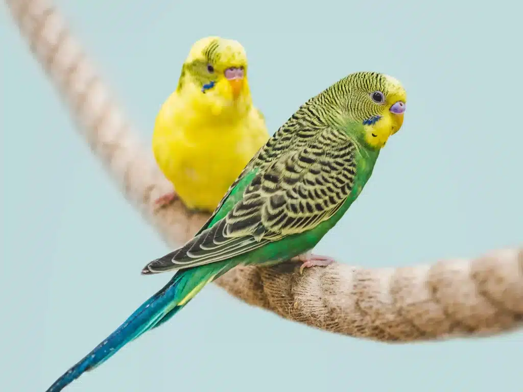 Foto de dois periquitos (Melopsittacus undulatus), um azul, verde, preto e amarelo e outro quase completamente amarelo, duas de uma das espécies de aves domésticas comuns, empoleirado numa corda com o fundo sendo o céu azul claro.