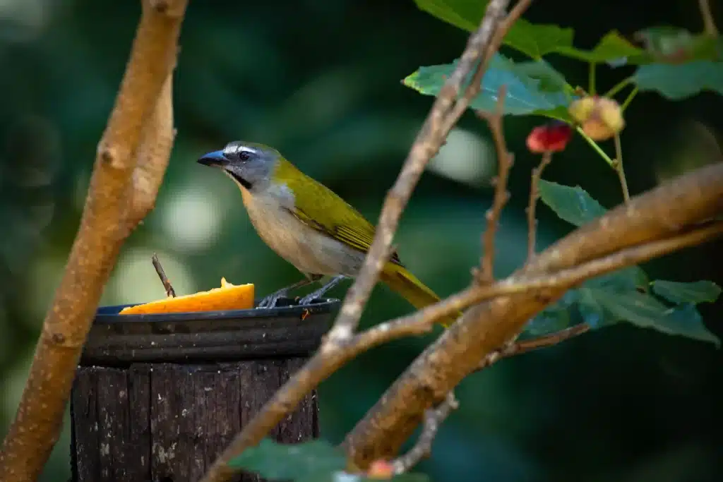 Foto de um Saltator Similis ou "Trinca-ferro', pousando em um "prato" com uma fruta, perto de um galho de árvore levemente iluminado pela luz do sol no meio de uma floresta. Essa é uma das aves domésticas mais comuns.