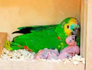 Imagem de um papagaio verde em um ninho com pó de serra com 2 filhotes recém-nascidos.