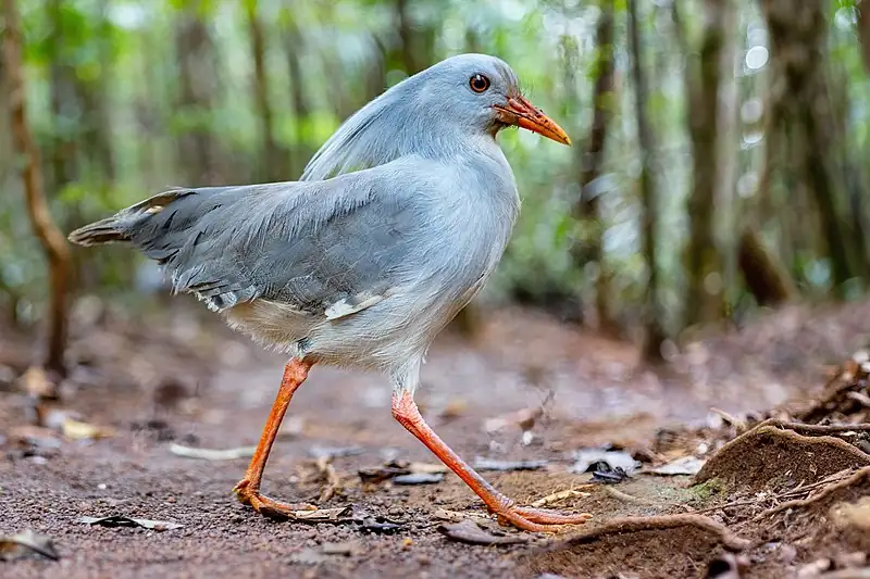 Foto de um kagu, uma das aves exóticas caminhando sobre o chão da floresta. Esta ave tem uma plumagem de cor cinza claro, um longo bico laranja-avermelhado, e olhos penetrantes com uma coloração laranja-avermelhada que combina com o bico. As pernas são longas e finas de um tom laranja brilhante, e a ave parece estar em movimento, com um dos pés no ar durante a passada. O ambiente ao redor é um piso florestal úmido com folhas caídas e raízes expostas, sugerindo um habitat natural e úmido.