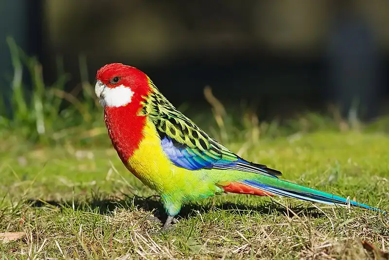 Pássaro colorido na grama
