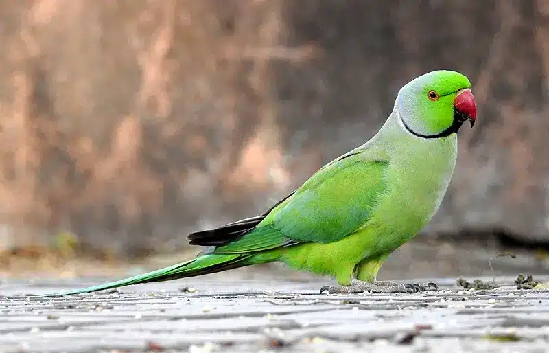 Foto que mostra um periquito-de-colar, ou Psittacula krameri, uma das aves exóticas mais conhecidas,  em pé em um chão de concreto. O pássaro é principalmente verde, com um tom de verde mais claro no rosto e pescoço, um bico vermelho com uma ponta preta e uma fina linha preta que conecta o bico aos olhos, estendendo-se até o pescoço. A cauda é longa e pontuda, com penas verde-escuras. O fundo é desfocado, com tons de marrom e cinza, dando ênfase à ave.