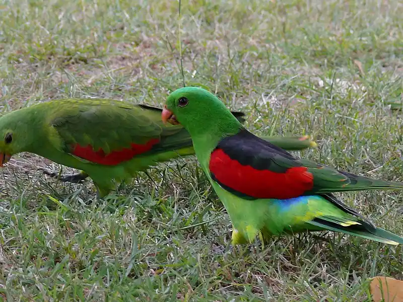 Foto de duas aves exóticas da espécie Red Winged Parrot em um gramado.