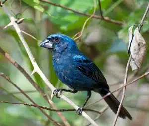 Foto de um Azulão pousado em um galho, com plumagem predominantemente azul brilhante e detalhes mais escuros, cercado por folhagem verde e um fundo desfocado em tons de verde e marrom.