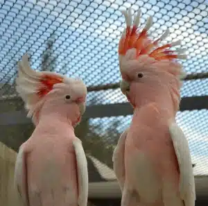Foto de duas Cacatua-das-molucas, com plumagem rosa e penas da crista alaranjadas, provavelmente um casal, empoleiradas dentro de um viveiro espaçoso, perfeitas para inspirar em um artigo sobre nomes para pássaros.