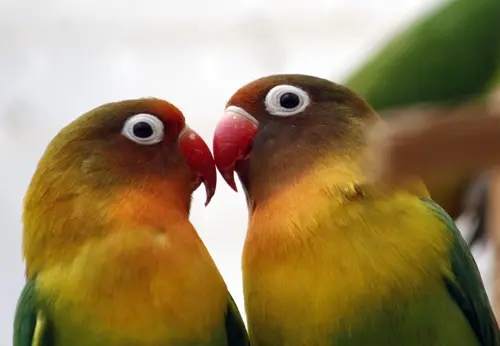 A imagem apresenta dois agapornis, também conhecidos como "lovebirds", em um close-up que captura um momento íntimo entre as aves. Eles têm uma coloração vibrante com tons de verde, amarelo e laranja, e estão quase se beijando com seus bicos vermelhos tocando-se suavemente. O fundo é suavemente desfocado, permitindo que o foco permaneça nos pássaros. Esta fotografia destacaria o comportamento afetuoso que faz dessas aves de estimação populares.