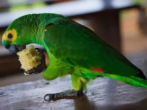 Foto de um papagaio verde e amarelo bicando uma espiga de milho sob uma mesa