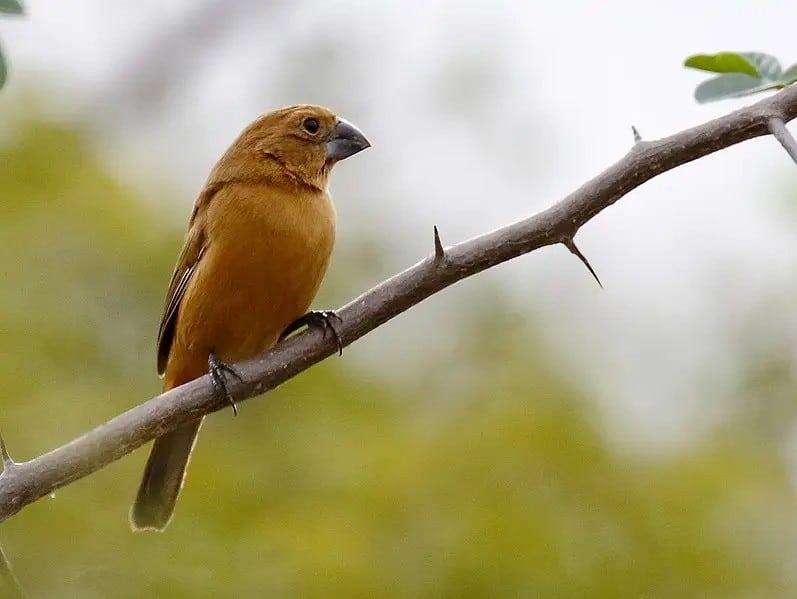 Foto de um pássaro Azulão fêmea da cor ferrugem, pousado em um galho de árvores