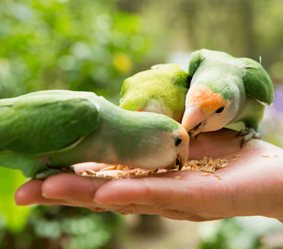 foto de dois papagaios pousados em uma mão comendo