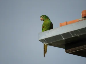 Foto de uma ave verde da espécie Maritaca pousada em uma calha na quina de um telhado