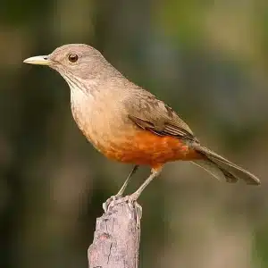 Foto da lateral de um pássaro da espécie Sabiá Laranjeira, pardo claro e escuro com o dorso laranja, pousado sobre um galho