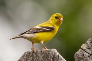 Foto de um canário do reino provavelmente selvagem, pousado sobre um toco de madeira. Se trata de uma ave de porte pequeno, bico curto, na predominantemente amarela porém com as asas pardas