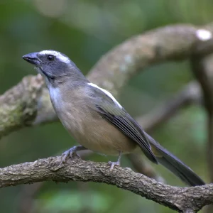 Pássaro pardo pequeno de bico curto da espécie Trinca Ferro, pousado sobre um galho.