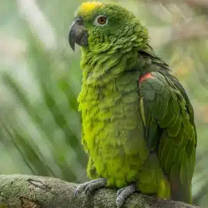 Foto de lado de um papagaio verde e um pouco amarelado no topo da cabeça pousado sobre um galho de árvore. A imagem tem um fundo desfocado